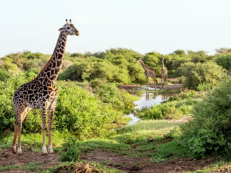 Vier Giraffen in ihrem natürlichen Lebensraum in Afrika, eine davon im Vordergrund und weitere an einem Wasserloch.