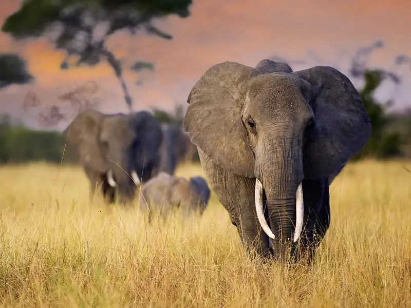 Elefantenherde in der Savanne des Serengeti-Nationalparks bei Sonnenuntergang.