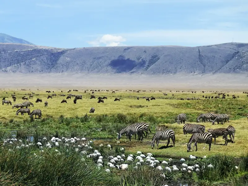 Große Herden von Zebras und Gnus weiden in der Savanne des Ngorongoro-Kraters in Tansania.