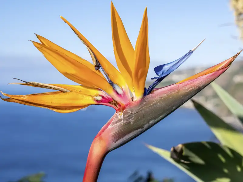 ntdecken Sie die exotische Strelizie auf Madeira. Die prächtige Blume mit ihren leuchtenden Farben ist ein Highlight für Pflanzenliebhaber und Naturliebhaber gleichermaßen.