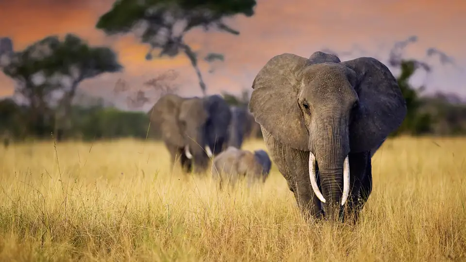 Elefantenherde in der Savanne des Serengeti-Nationalparks bei Sonnenuntergang.